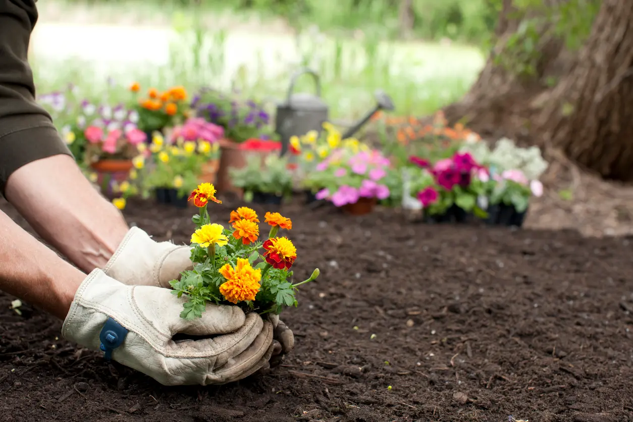 Soil Preparation